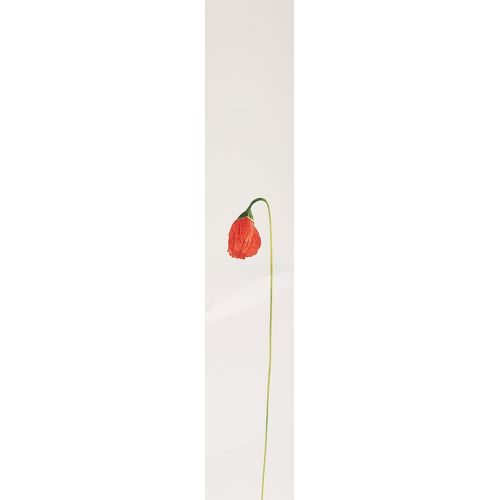 겐조 Kenzo Flower By Kenzo For Women. Eau De Parfum Spray 3.3 Ounces