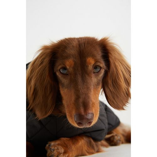 에이치앤엠 H&M Quilted Dog Jacket